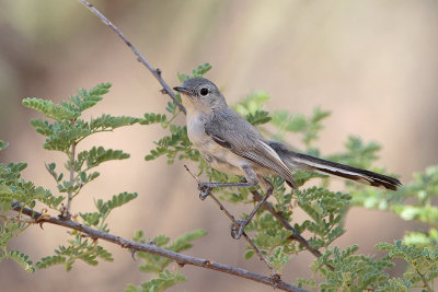 Black-tailed Gnatcatcher