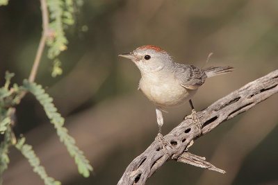 Lucy's Warbler