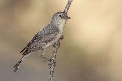 Lucy's Warbler