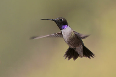 Black-chinned Hummingbird