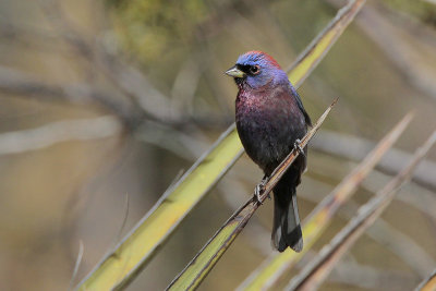 Varied Bunting