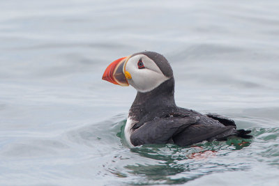 Atlantic Puffin