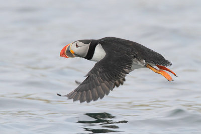 Atlantic Puffin