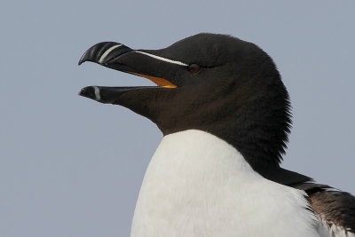 Razorbill