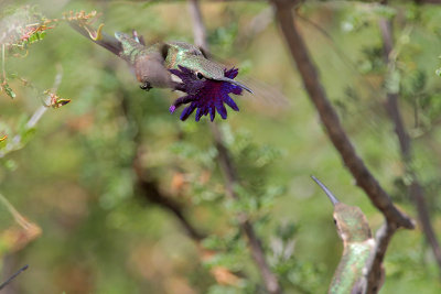 Lucifer Hummingbird breeding display