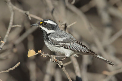 Black-throated Gray Warbler