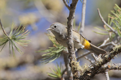 Colima Warbler