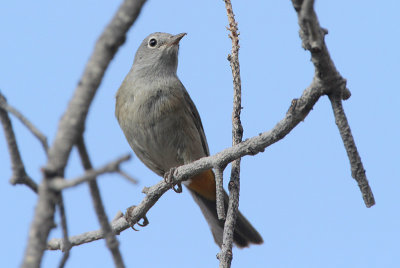 Colima Warbler