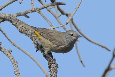 Colima Warbler