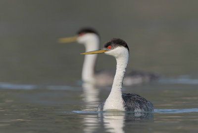 Western Grebe