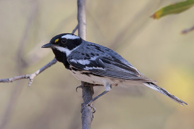 Black-throated Gray Warbler