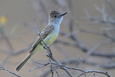 Ash-throated Flycatcher