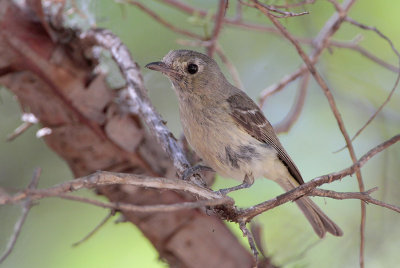 Hutton's Vireo