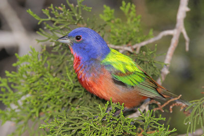 Painted Bunting