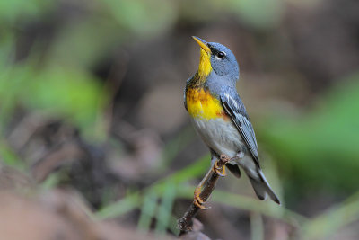 Northern Parula