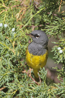 MacGillivray's Warbler