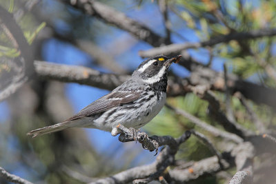 Black-throated Gray Warbler