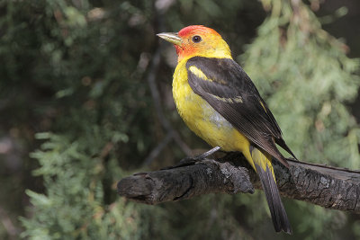 Western Tanager