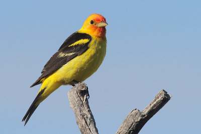 Western Tanager