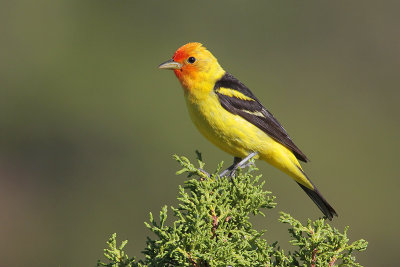 Western Tanager