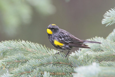 Yellow-rumped Warbler