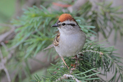 Chipping Sparrow