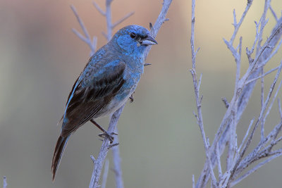 Lazuli Bunting