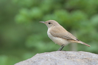 House Wren