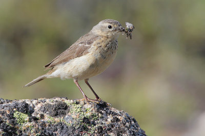 American Pipit