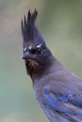 Steller's Jay