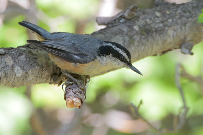 Red-breasted Nuthatch