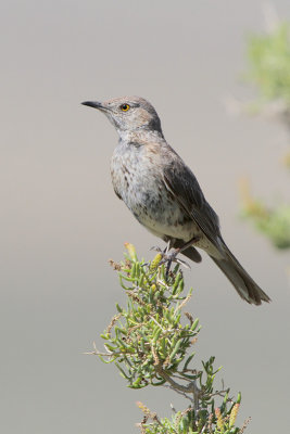 Sage Thrasher