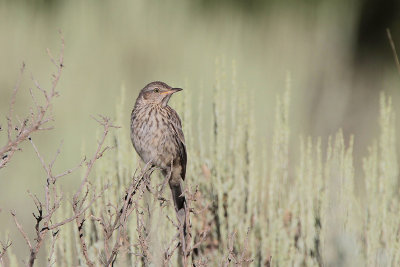 Sage Thrasher