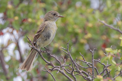 Dusky Flycatcher