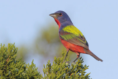 Painted Bunting