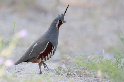 Mountain Quail