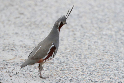 Mountain Quail