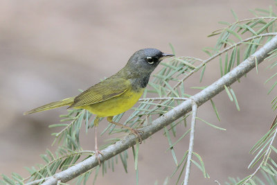 MacGillivray's Warbler