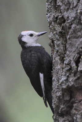 White-headed Woodpecker