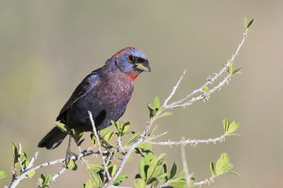 Varied Bunting