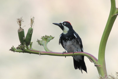 Acorn Woodpecker