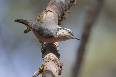 Red-breasted Nuthatch