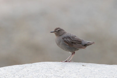 American Dipper