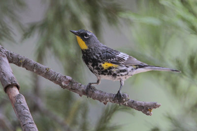 Yellow-rumped Warbler