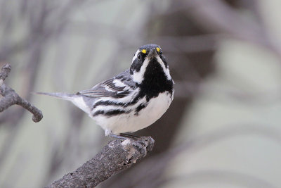 Black-throated Gray Warbler