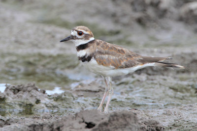 Killdeer