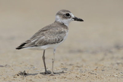 Wilsons Plover