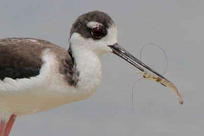 Black-necked Stilt