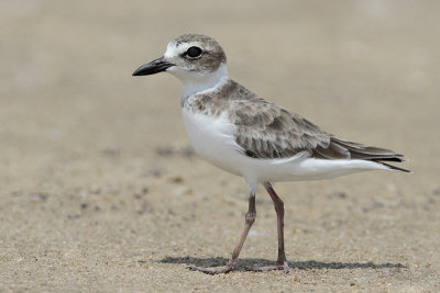 Wilson's Plover