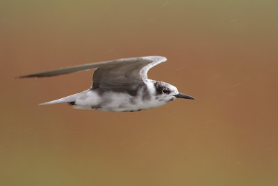 Black Tern